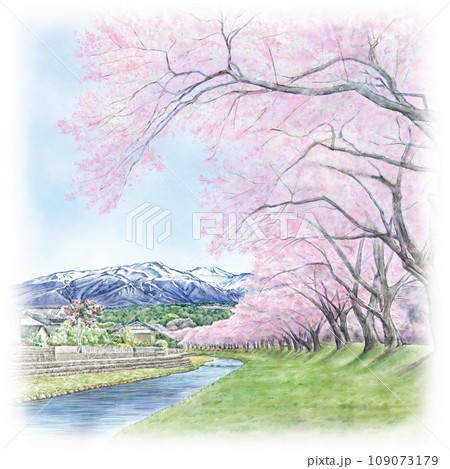 桜並木 イラスト 水彩 スケッチの写真素材 - PIXTA