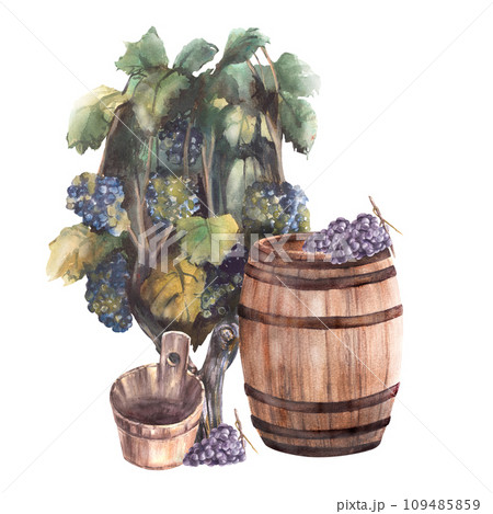 Realistic grapes wine neutral palette warm - Stock Illustration  [105302683] - PIXTA