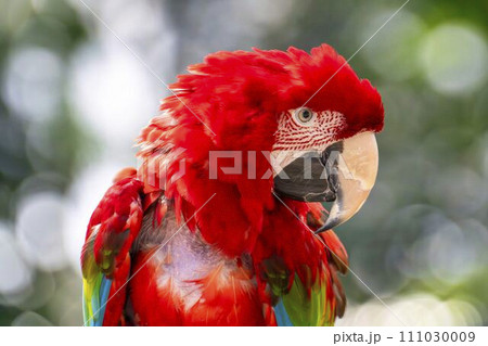 鳥 インコ 赤色 動物の写真素材 - PIXTA