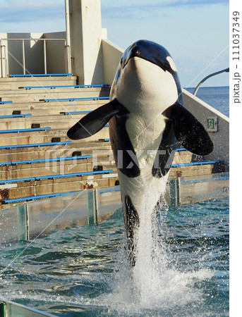 シャチ ジャンプ 水族館の写真素材 - PIXTA