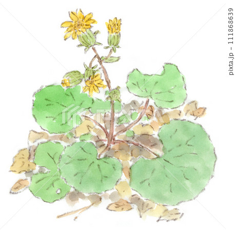 花 水彩画 植物 ツワブキのイラスト素材 - PIXTA