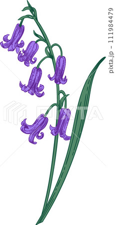 ツリガネソウ 紫色の写真素材 - PIXTA