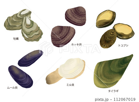 ホッキ貝のイラスト素材 - PIXTA