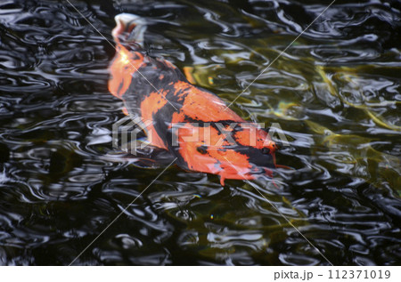 鯉 コイ 魚類 オレンジ色の写真素材 - PIXTA
