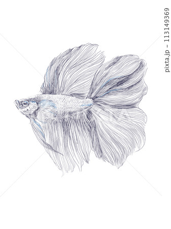 熱帯魚ベタのイラスト素材 - PIXTA
