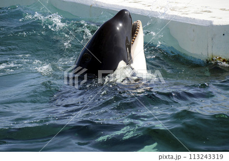 鯱 シャチ 口 歯の写真素材 - PIXTA