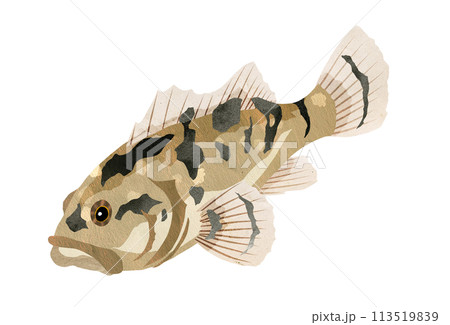 メバルイラストのイラスト素材 - PIXTA
