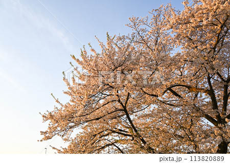 最新エルメス 桜の木 夕日 桜 夕方の写真素材 - PIXTA 絵画