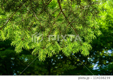 完売　　【天然＊野生の可愛い樅の木さん】もみの木/縁起の善い新芽がどっさり！ 本物のモミの木 もみの木 モミノキ 鉢植え 樹高1.2m前後(鉢底