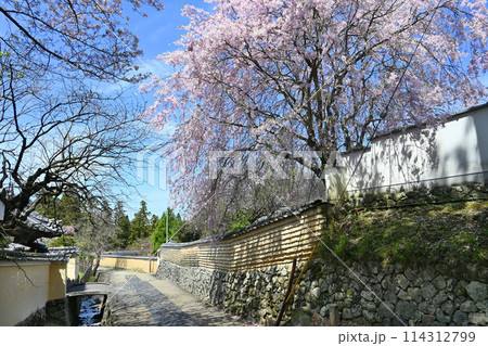 二月堂 桜