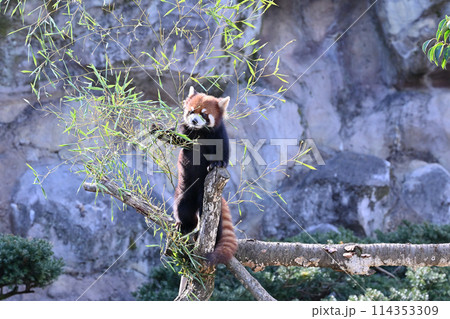 レッサーパンダ 立つの写真素材 - PIXTA