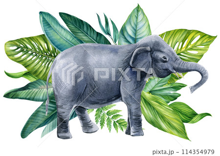 水彩画 動物 ぞう ゾウのイラスト素材 - PIXTA