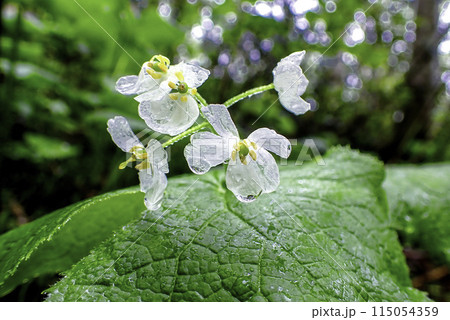 春の山野草100