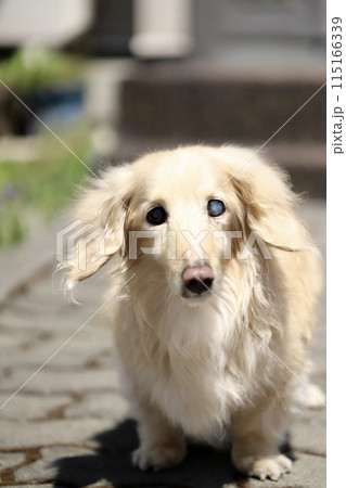 可愛い クリーム色 小型犬 ダックスフンドの写真素材 - PIXTA