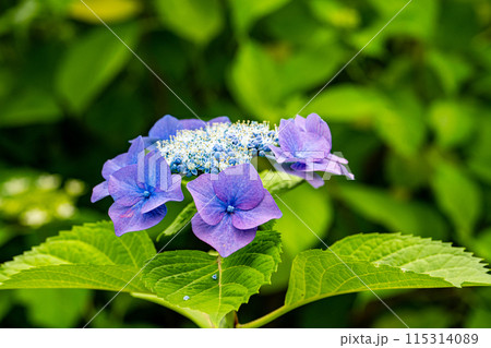 紫陽花 花 植物 紫式部の写真素材 - PIXTA