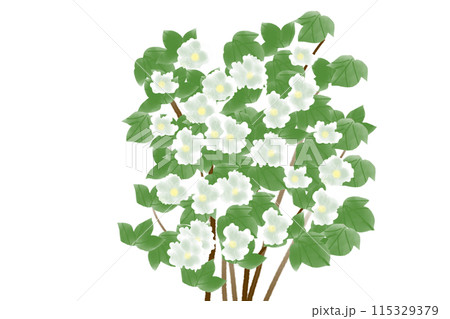 芙蓉 花 植物 秋のイラスト素材 - PIXTA