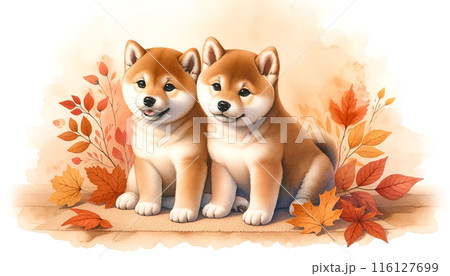 柴犬 犬 紅葉 秋の写真素材 - PIXTA