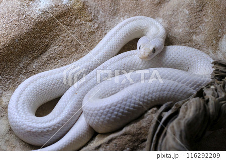 😀 岩国の白蛇 （しろへび）(Shirohebi / White snake)