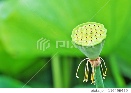蓮の花托の写真素材 - PIXTA