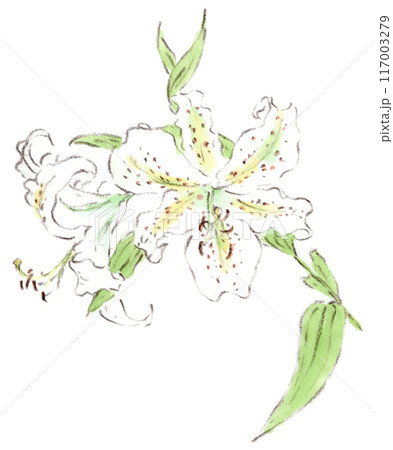 花 植物 ヤマユリ 山百合 イラストのイラスト素材 - PIXTA