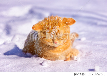 動物 雪 猫 冬の写真素材 - PIXTA