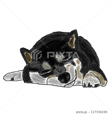 柴犬 日本犬 犬 黒柴のイラスト素材 - PIXTA
