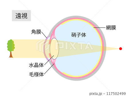 眼球 硝子体 解剖図 解剖学のイラスト素材 - PIXTA