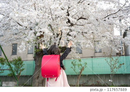 桜の木の下 ランドセルの男の子の後ろ向きの姿 セール