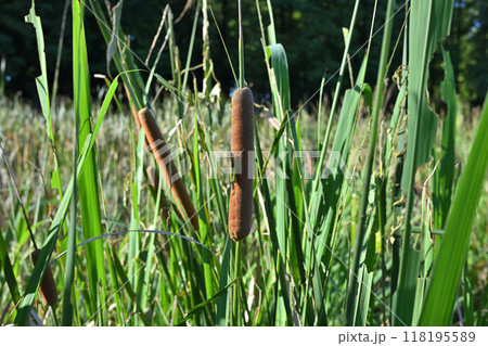 希少 マイセン meissen 水辺の植物 蒲 マイセンマーク年代