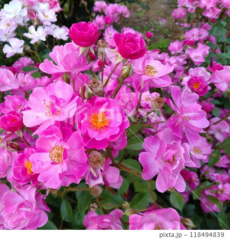 みるくさん お花のイメージ みるくさん（No.890870）の写真素材 - PIXTA