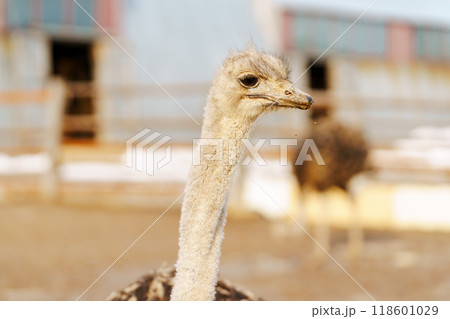 ダチョウ 鳥類 鳥 駝鳥の写真素材 - PIXTA