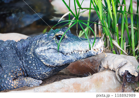 コビトワニの写真素材 - PIXTA