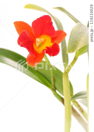カトレア 花 植物 オレンジ色の写真素材 - PIXTA カトレア 花 植物 オレンジ色の写真素材 - PIXTA