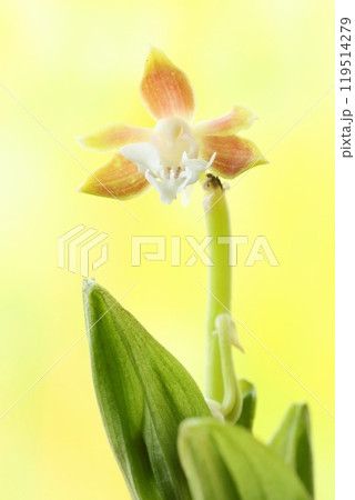 エビネランR7C（黄色と白の花）期間限定値下げ