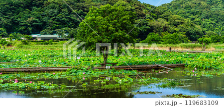 蓮の葉 自然 旅行 景色の写真素材 - PIXTA