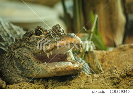 ワニ 歯 牙 わにの写真素材 - PIXTA