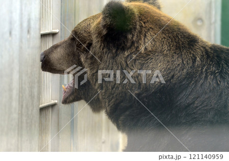 熊の頭の写真素材 - PIXTA