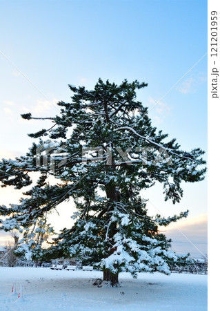 新発田城 冬 雪 冬景色の写真素材 - PIXTA