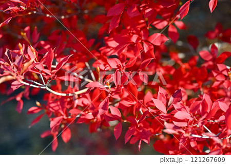 ドウダンツツジ 赤い花 赤い 花の写真素材 - PIXTA