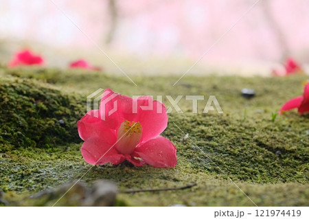 椿の花の落下の写真素材 - PIXTA