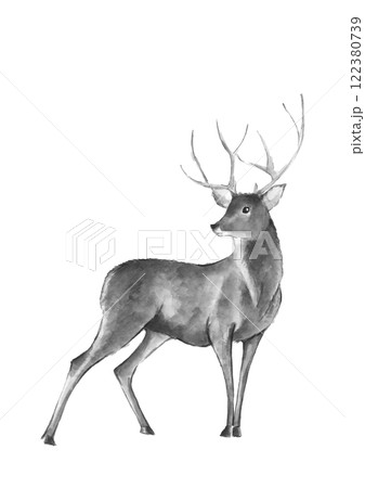 動物 鹿 水彩画 水彩のイラスト素材 - PIXTA
