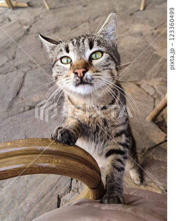暖炉 いろり 囲炉裏 猫科の写真素材 - PIXTA