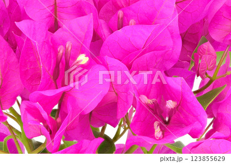 ✨✨✨ブーゲンビレア【名花◎美らさん】検/筏葛/涼盆栽/美株品 ブーゲンビレア (Bougainvillea spectabilis)