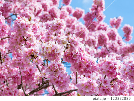 Kawazu cherry blossoms along the Aono River in - Stock