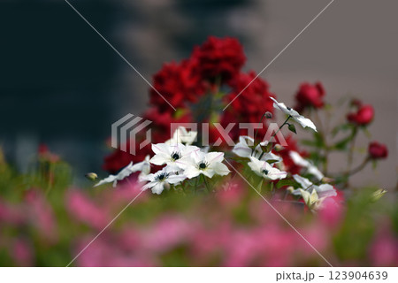 鉄仙花の写真素材 - PIXTA