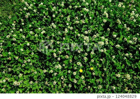 たんぽぽ 植物 花 シロツメクサの写真素材 - PIXTA
