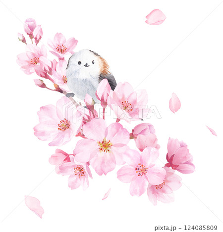 シマエナガ 春 野鳥 エナガのイラスト素材 - PIXTA