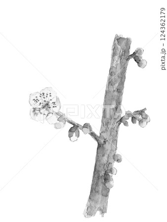梅 梅の花 墨絵 水墨画の写真素材 - PIXTA