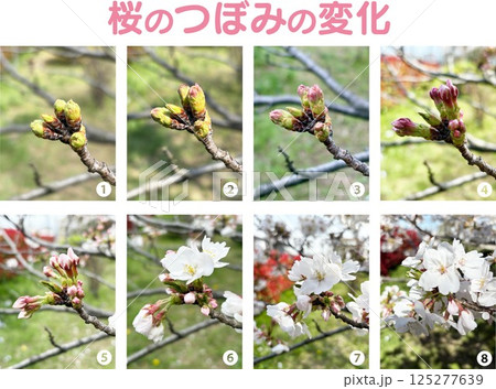 つぼみ開くの写真素材 - PIXTA