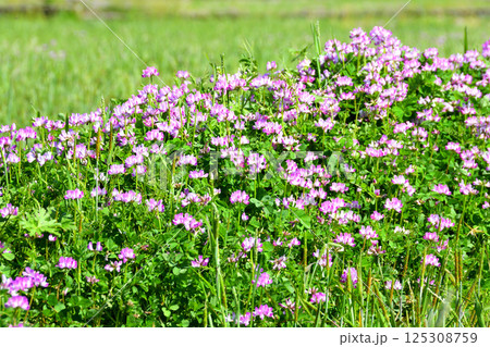 好きな雑草（白花蓮華草 ｼﾛﾊﾞﾅﾚﾝｹﾞｿｳ）: お花のビーズが好き！！